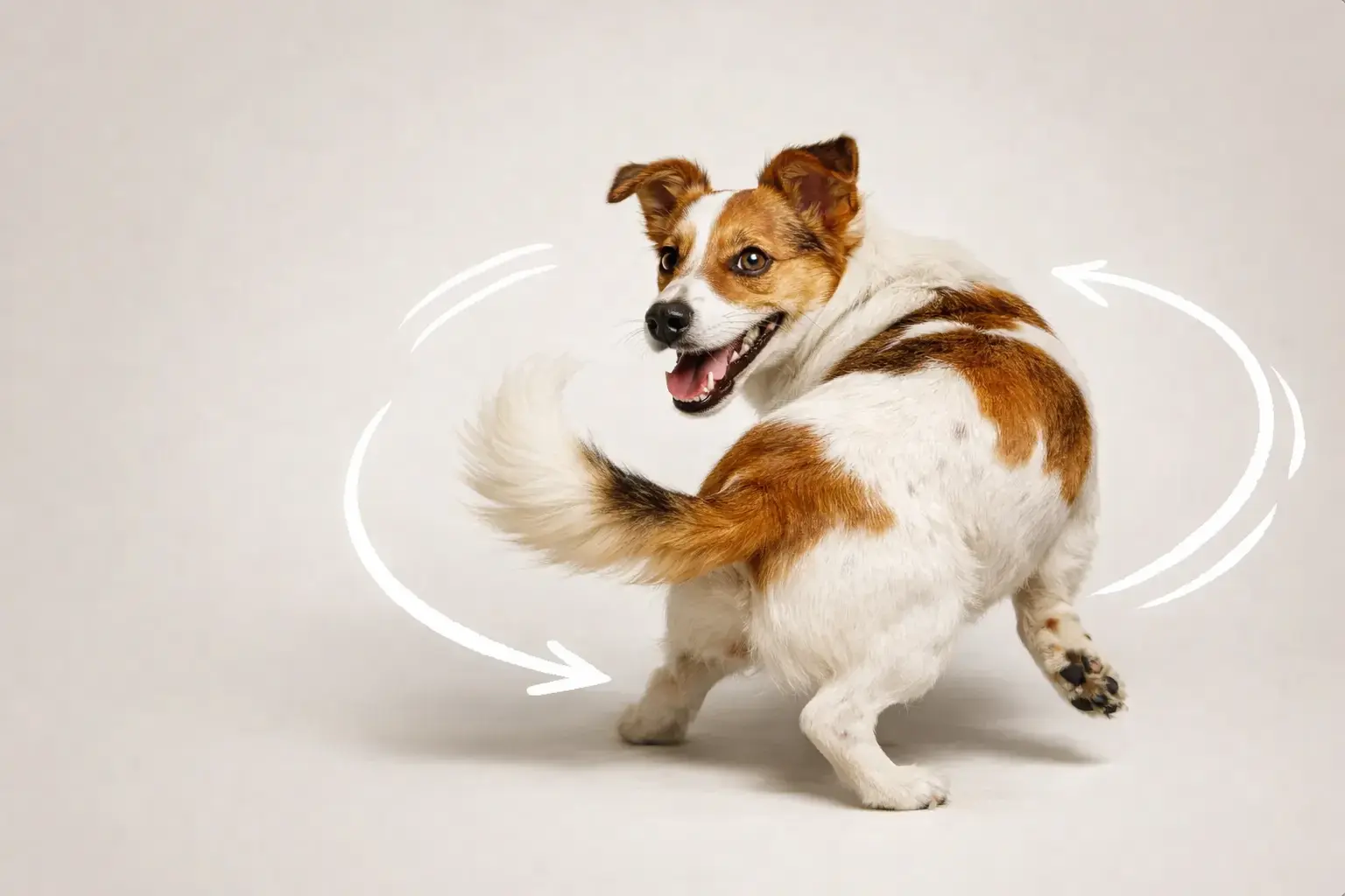 jak nauczyc psa obrotu